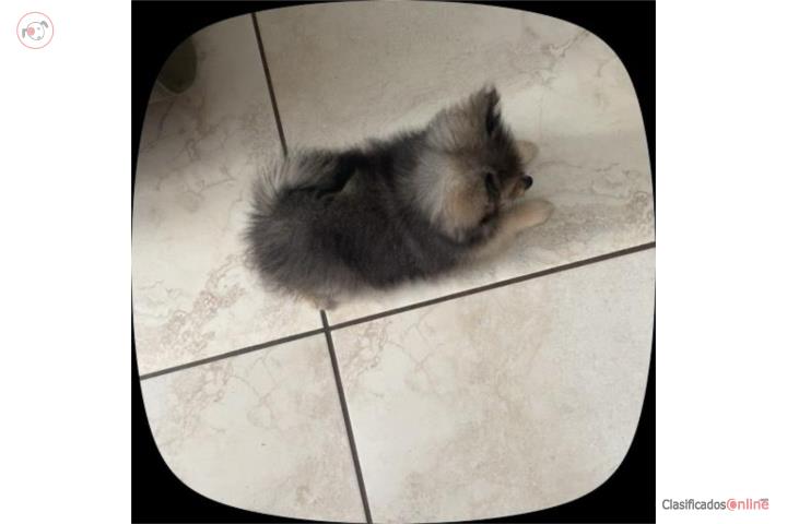Pomerania  Puerto Rico
