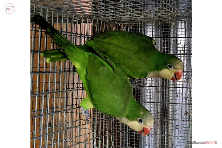 PAREJAS DE QUAKERS DISPONIBLES ADULTAS Puerto Rico