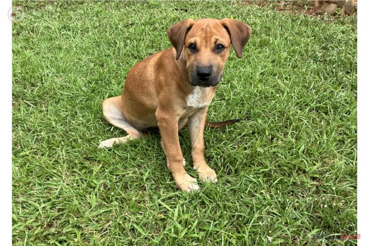 DIVA PERRITA MIX 4 meses ¡Adóptame! Puerto Rico