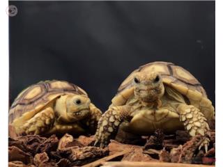 Tortuga Sulcata Puerto Rico