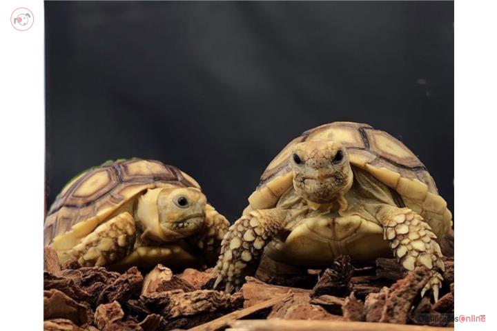 Tortuga Sulcata Puerto Rico