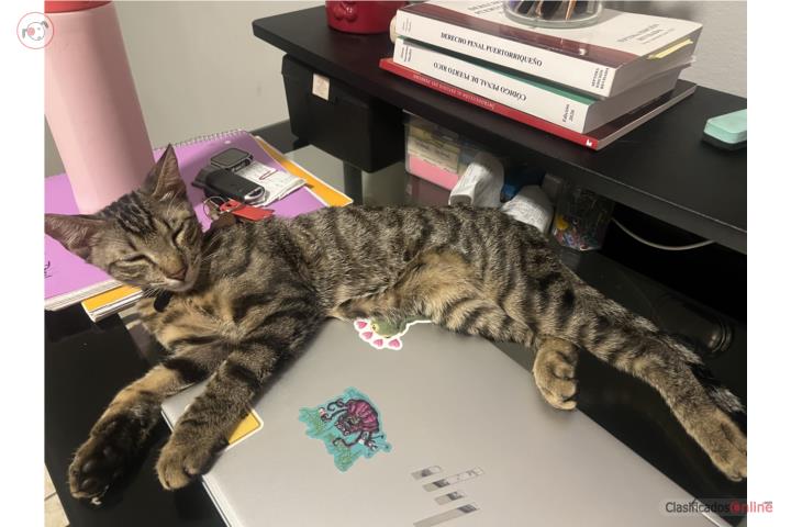 Gato  Puerto Rico