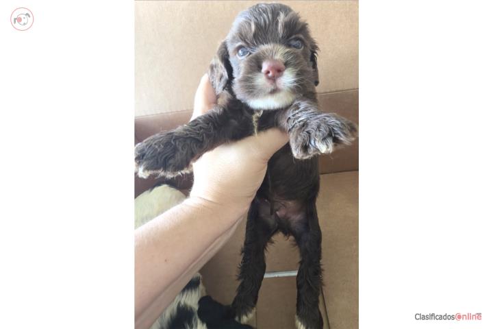 Hermosos Cocker Spaniel Chocolate  Puerto Rico