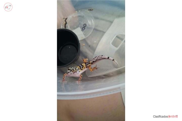 Gecko Bold Tanguerine  Puerto Rico