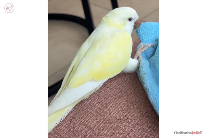 Cotorra Quaker macho cremino  Puerto Rico