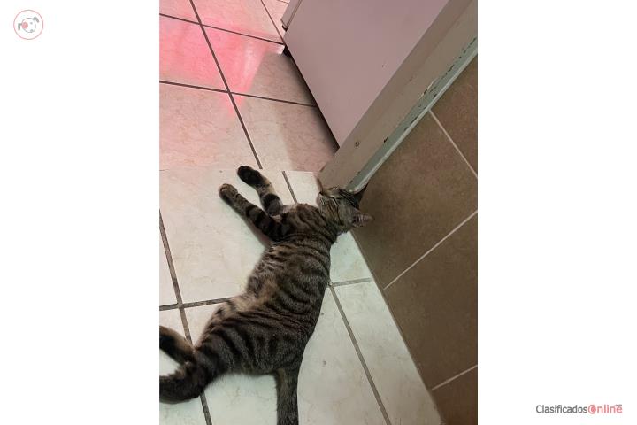 Precioso gato de pelage gris rescatado Puerto Rico