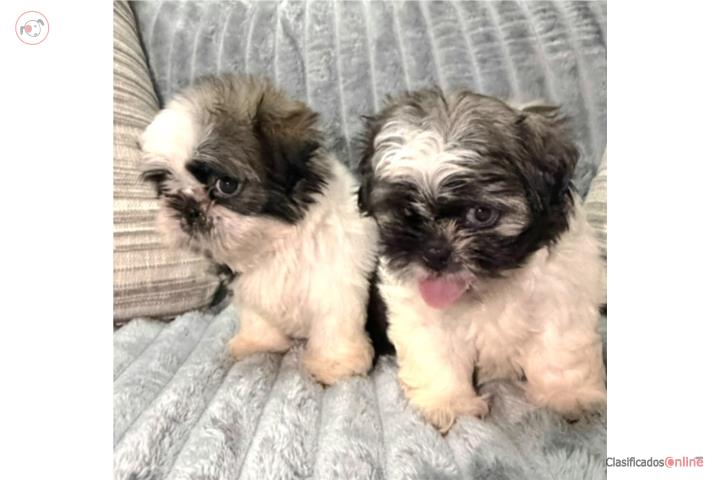 Shitzu Machitos con Vacunas Puerto Rico