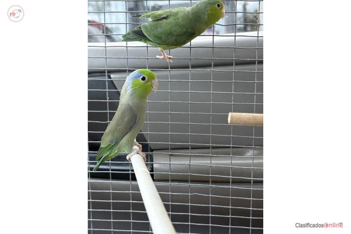 Par de cotoras parrotlets jovenes 7 meses Puerto Rico