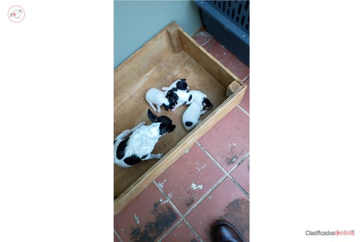 Toy Fox Terrier Puerto Rico