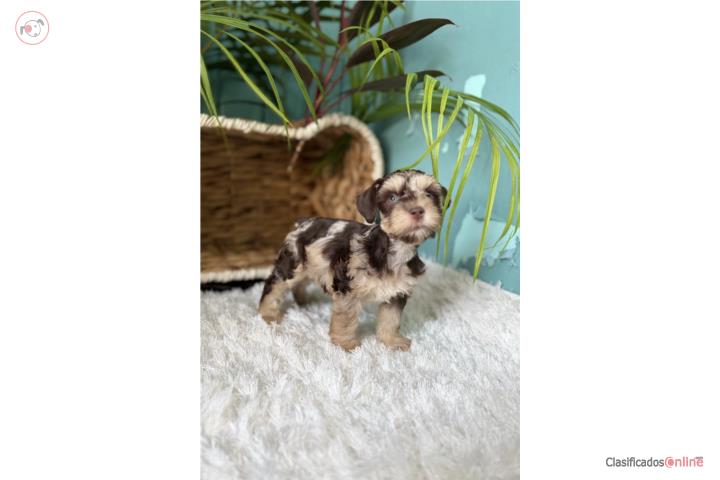 Hermoso mini Schnauzer  Puerto Rico
