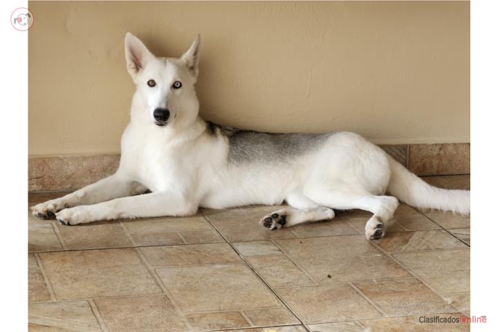 German Shepherd 3yrs Hembra Puerto Rico