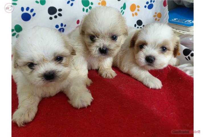 Shih Tzus Hembritas  Puerto Rico