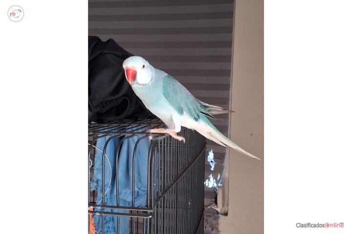 Macho Blue Pied(azul arlequín) Puerto Rico