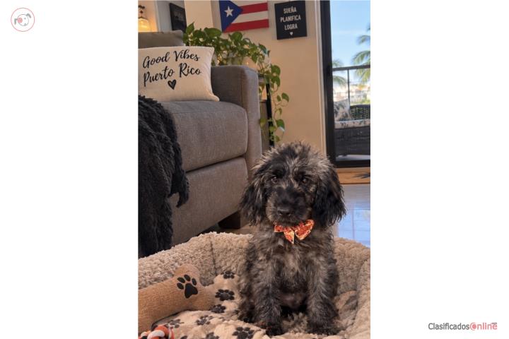 Mini Goldendoodle   Puerto Rico