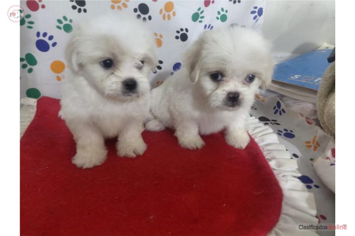 Shih Tzu Machito y Hembrita  Puerto Rico