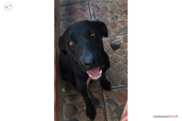 Es un labrador americano de 8 meses Puerto Rico