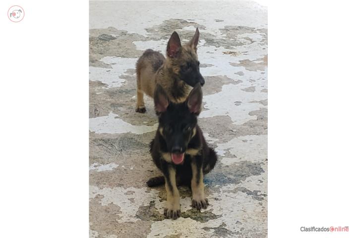Pastor alemán puppies Puerto Rico
