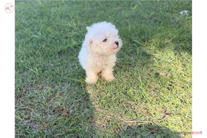 Poodle Puerto Rico