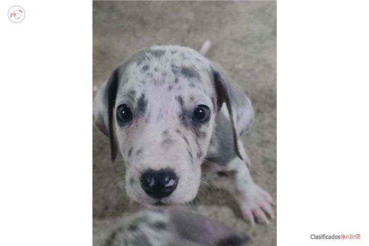 Gran Danés puppies puros  Puerto Rico