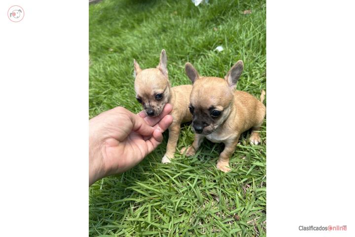Chihuahuas nenes Apple  Puerto Rico