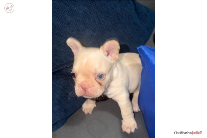 French bulldog Puerto Rico