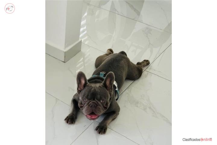 FRENCH BULLDOG  Puerto Rico