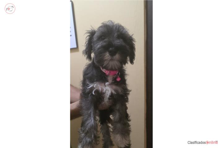 Schnauzer de 2 meses y medio Puerto Rico