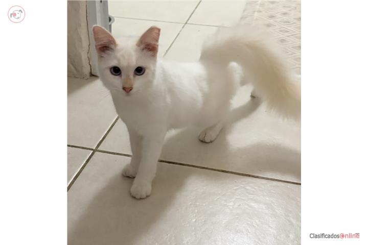 Gatita Blanca 7 meses ADOPTAME Puerto Rico