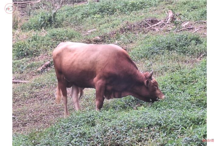 Toro manzo Puerto Rico