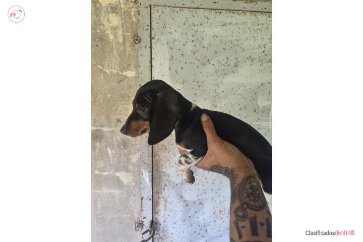 Perritos Sarchuichas  Puerto Rico