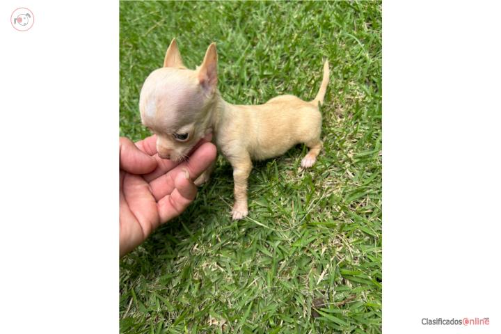 Chihuahua nene Apple  Puerto Rico