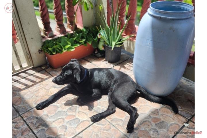 Labrador Negro 8meses Puerto Rico