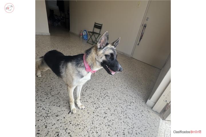 Perrita mezcla de Pastor Alemán × Husky Siber Puerto Rico