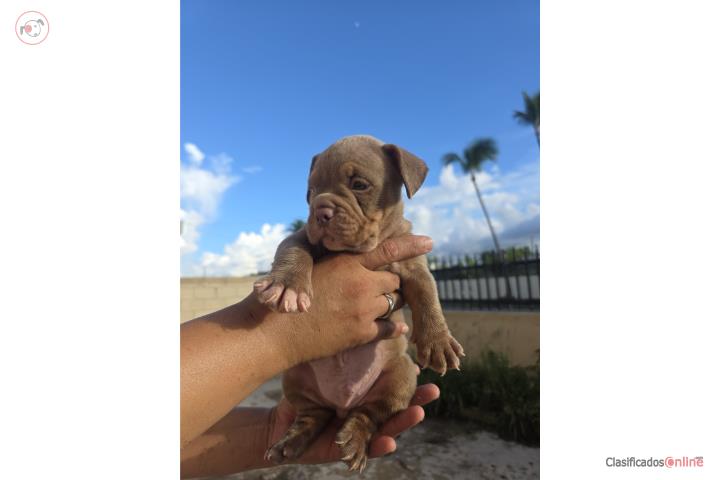 BULLY Puerto Rico