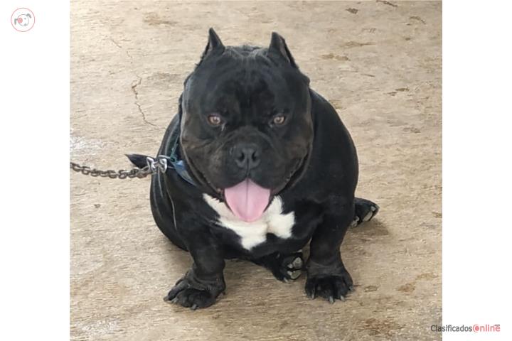 American bully micro  Puerto Rico