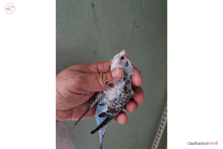 Periquito macho hagoromo Puerto Rico