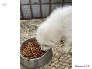 Puerto Rico Maremmas, Perros Gatos y Caballos