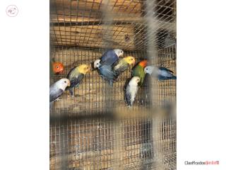 Se venden lovebirds Puerto Rico