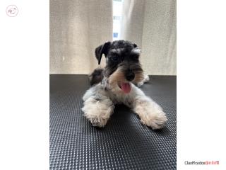 Mini schnauzer hembrita  Puerto Rico