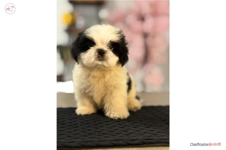 Shihtzu $550  Puerto Rico