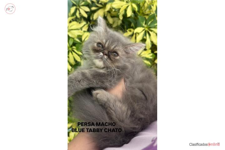 Persa macho Blue tabby Chato  Puerto Rico