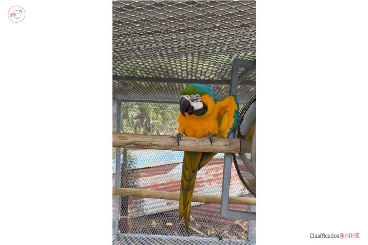 Guacamayo macho ADN  Puerto Rico