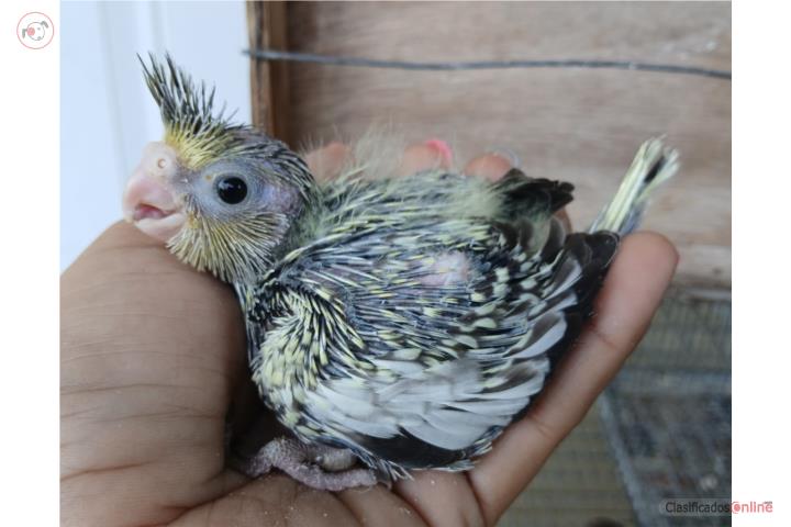 Cockatiel Bebé  Puerto Rico
