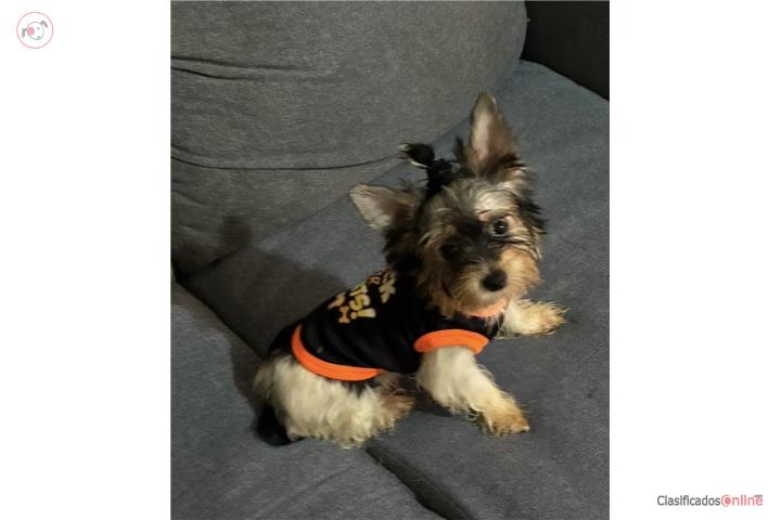 YORKIE PARTI COLOR TOY Puerto Rico