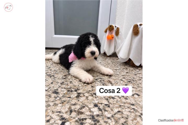 Goldendoodle Calidad  Puerto Rico