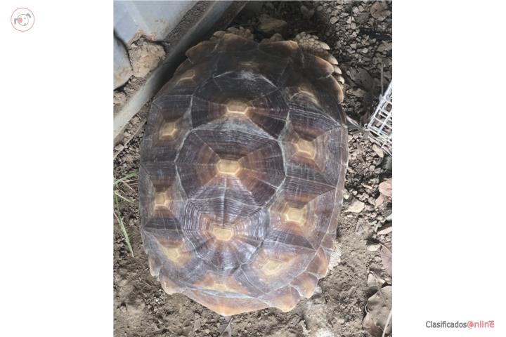 Tortuga Sulcata Puerto Rico
