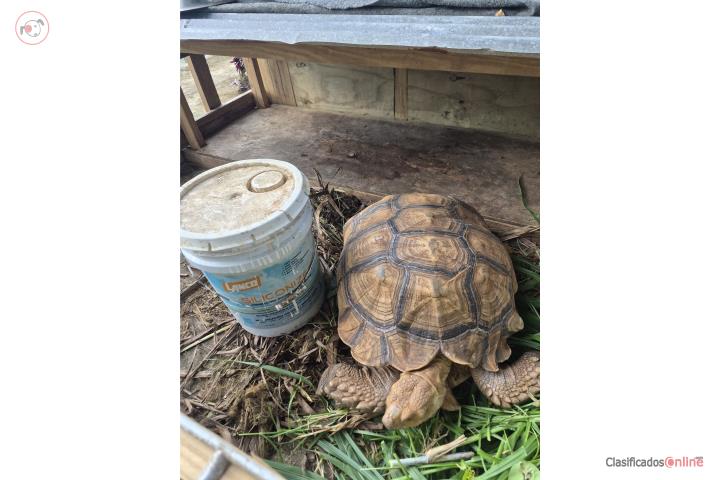 Sulcata macho gigante Puerto Rico