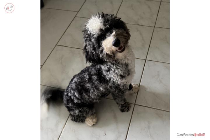 Micro Merle bernadoodle  Puerto Rico
