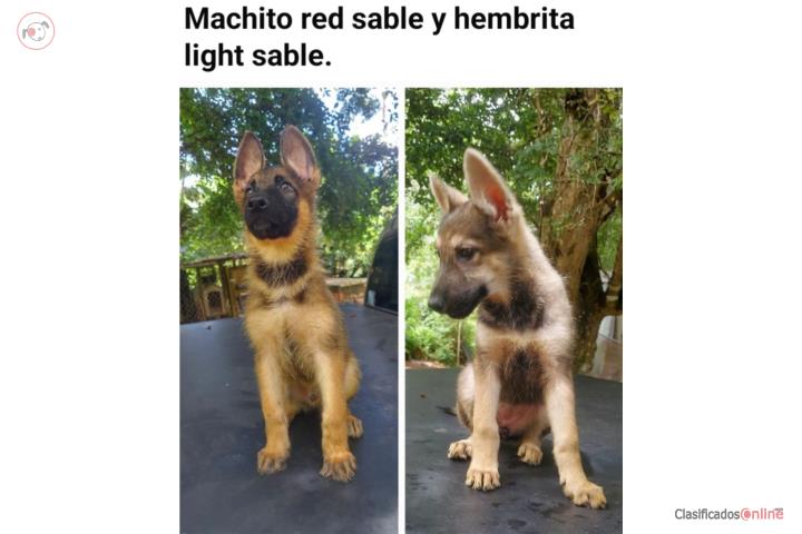 German Shepherd Puerto Rico