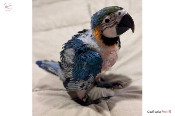 Hermoso Guacamayo ???? está en Quebradilla Puerto Rico